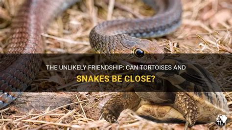  「Snake and Tortoise」：友情と裏切り、そして賢さの物語！